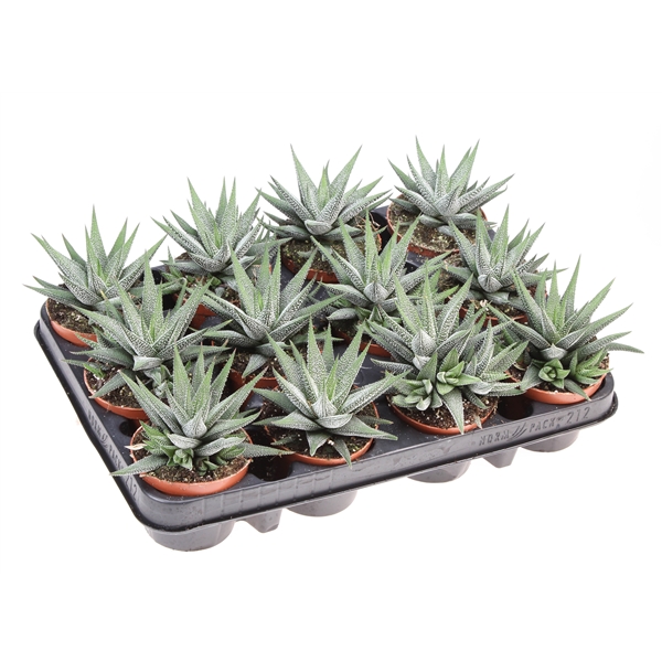 Горшечные цветы и растения оптом Haworthia Fasciata Concollor от 12шт (для телеги) из Голландии с доставкой по России