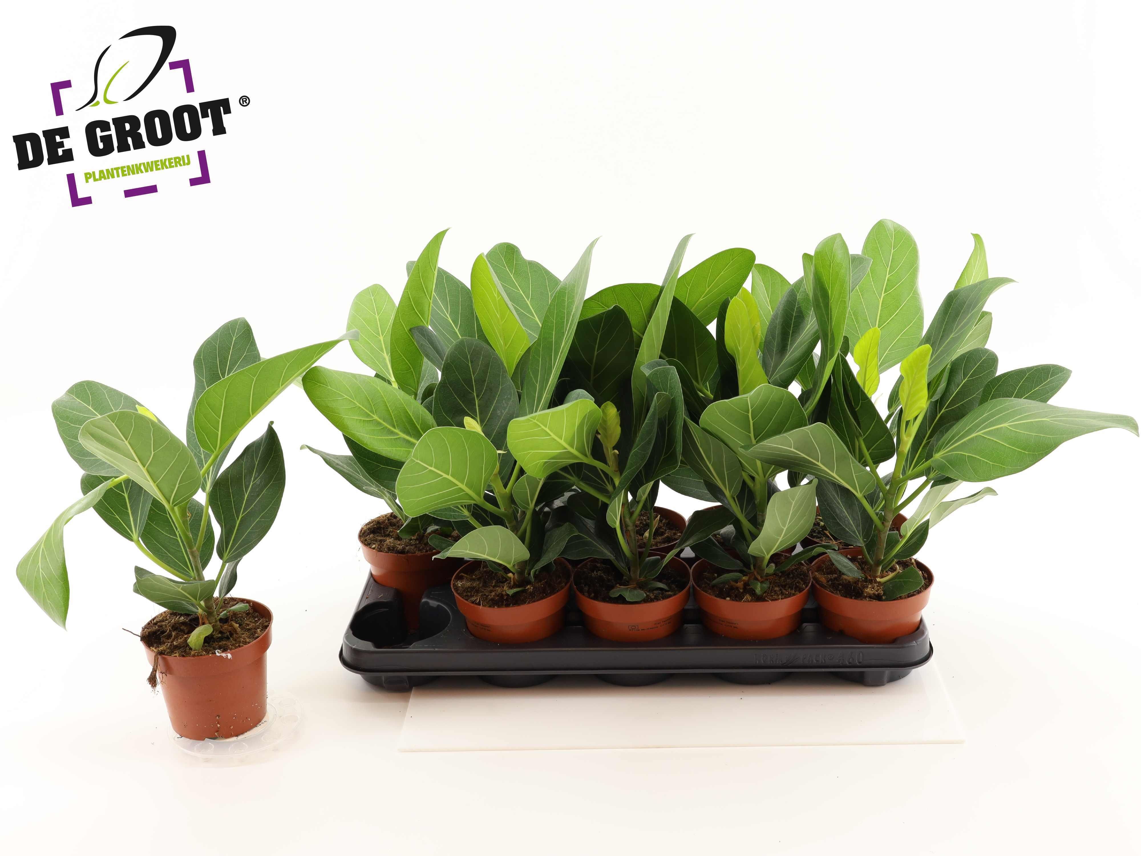 Горшечные цветы и растения оптом Ficus Beng Audrey от 10шт из Голландии с доставкой по России