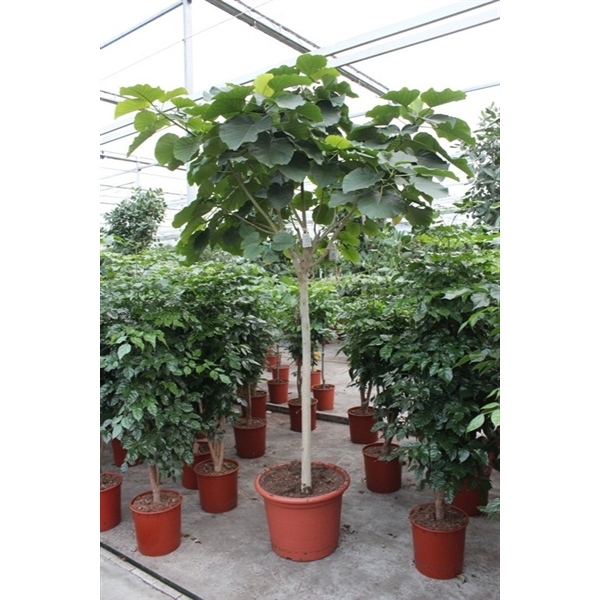 Горшечные цветы и растения оптом Ficus Umbellata On Stem от 1шт из Голландии с доставкой по России