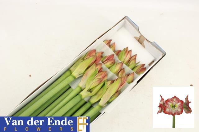 Срезанные цветы оптом Hippeastrum mega star от 18шт из Голландии с доставкой по России