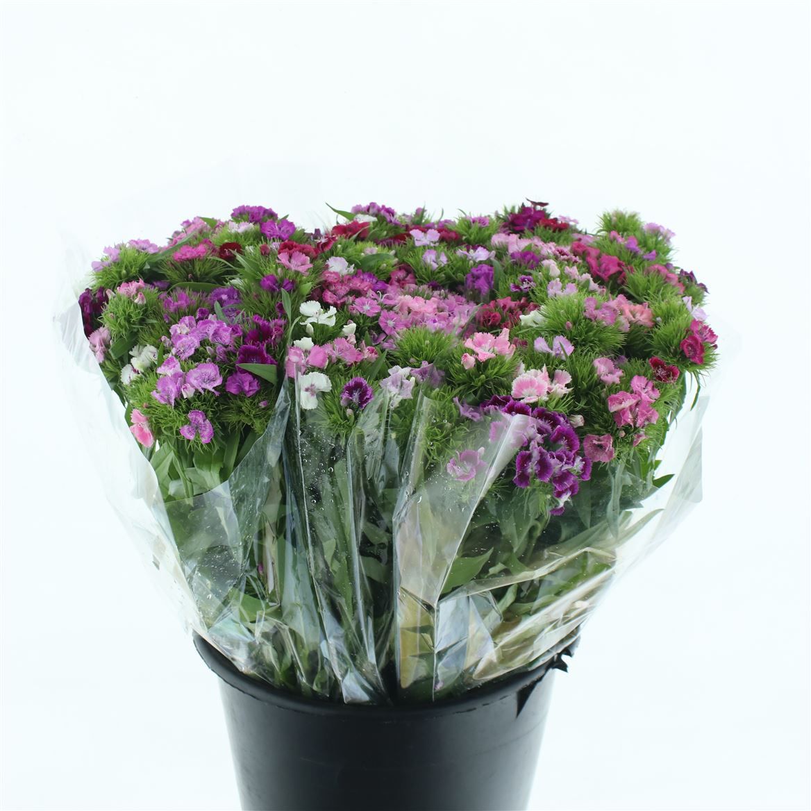 Срезанные цветы оптом Dianthus br mix от 150шт из Голландии с доставкой по России