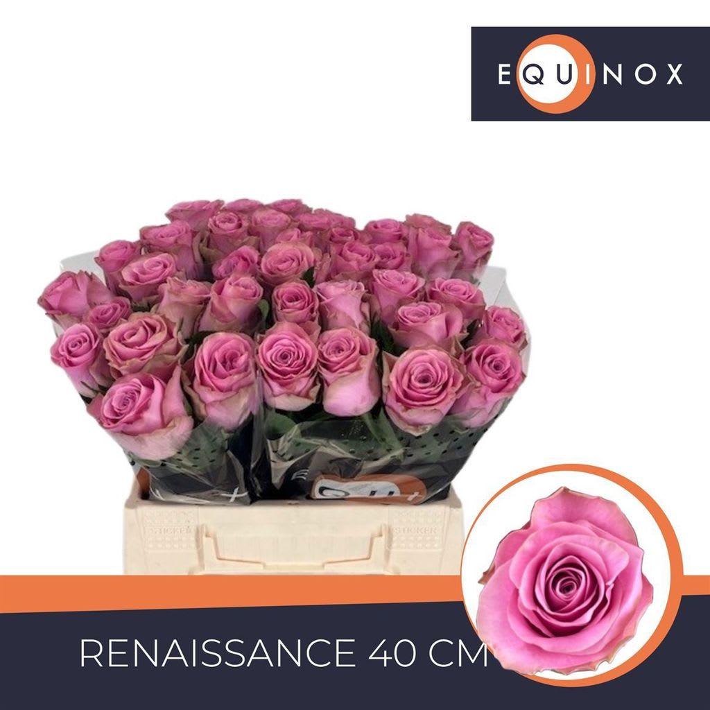 Срезанные цветы оптом Rosa large renaissance от 40шт. из Голландии с доставкой по России