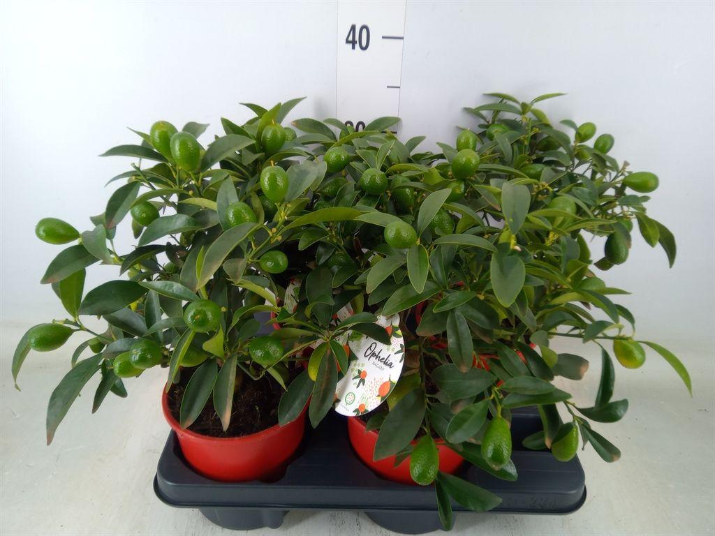 Горшечные цветы и растения оптом Citrofortunella Mic. от 4шт (для телеги) из Голландии с доставкой по России