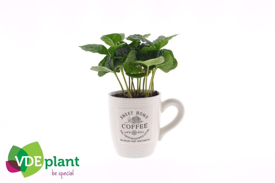 Горшечные цветы и растения оптом Coffea In Cup от 12шт (для телеги) из Голландии с доставкой по России