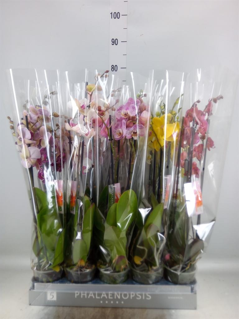 Горшечные цветы и растения оптом Phalaenopsis   ...mix  7 от 10шт из Голландии с доставкой по России
