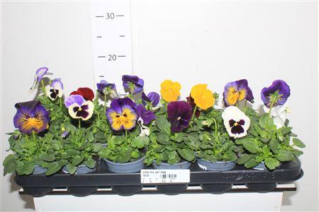 Горшечные цветы и растения оптом Viola Gem 5kl от 18шт (для телеги) из Голландии с доставкой по России