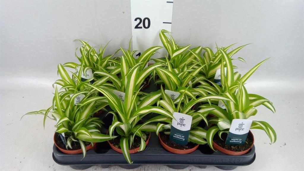 Горшечные цветы и растения оптом Chlorophytum Com. variegatum от 12шт (для телеги) из Голландии с доставкой по России