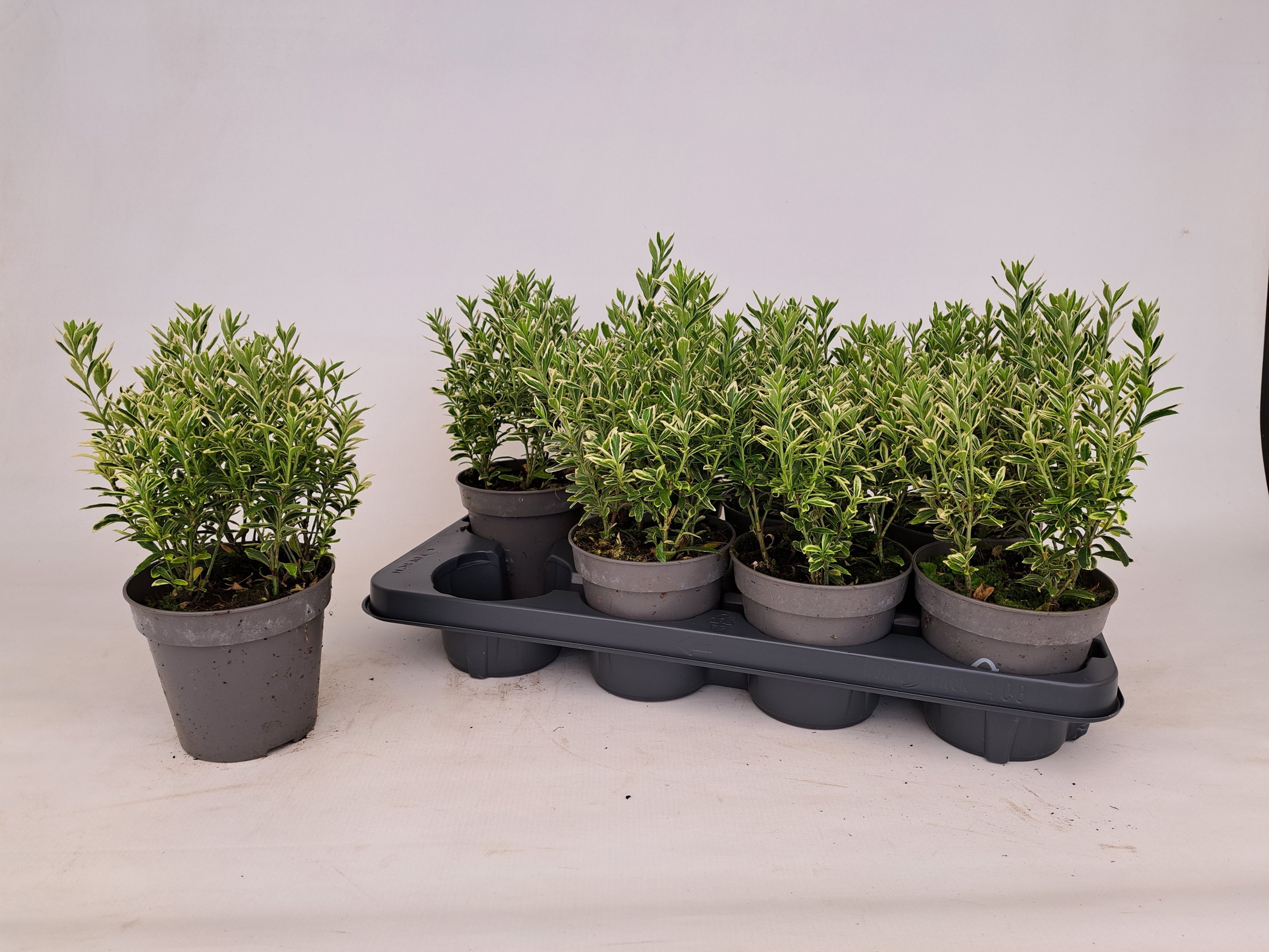 Горшечные цветы и растения оптом Euonymus Ov от 8шт из Голландии с доставкой по России