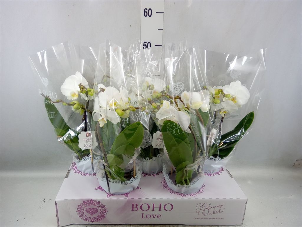 Горшечные цветы и растения оптом Phalaenopsis   ...white от 5шт из Голландии с доставкой по России