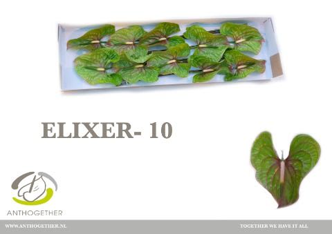 Срезанные цветы оптом Anthurium elixer от 10шт из Голландии с доставкой по России