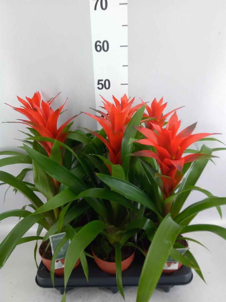 Горшечные цветы и растения оптом Guzmania Ostara от 6шт из Голландии с доставкой по России