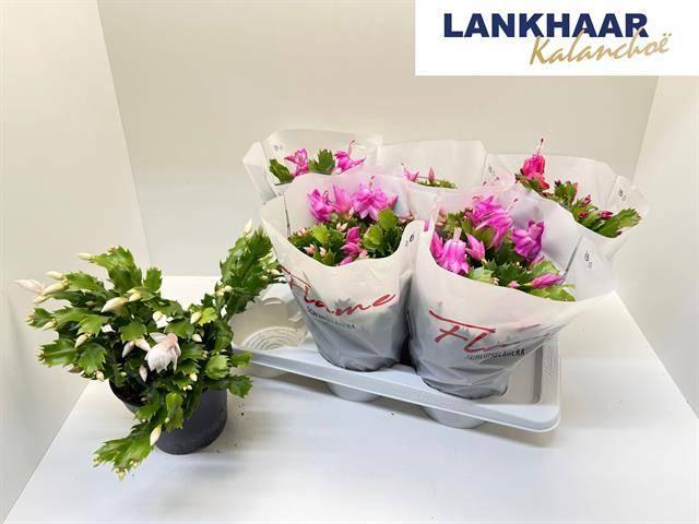 Горшечные цветы и растения оптом Schlumb Flame Gem от 6шт из Голландии с доставкой по России