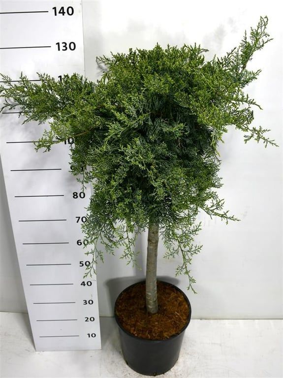 Горшечные цветы и растения оптом Juniperus Virg Grey Owl On Stem от 1шт из Голландии с доставкой по России