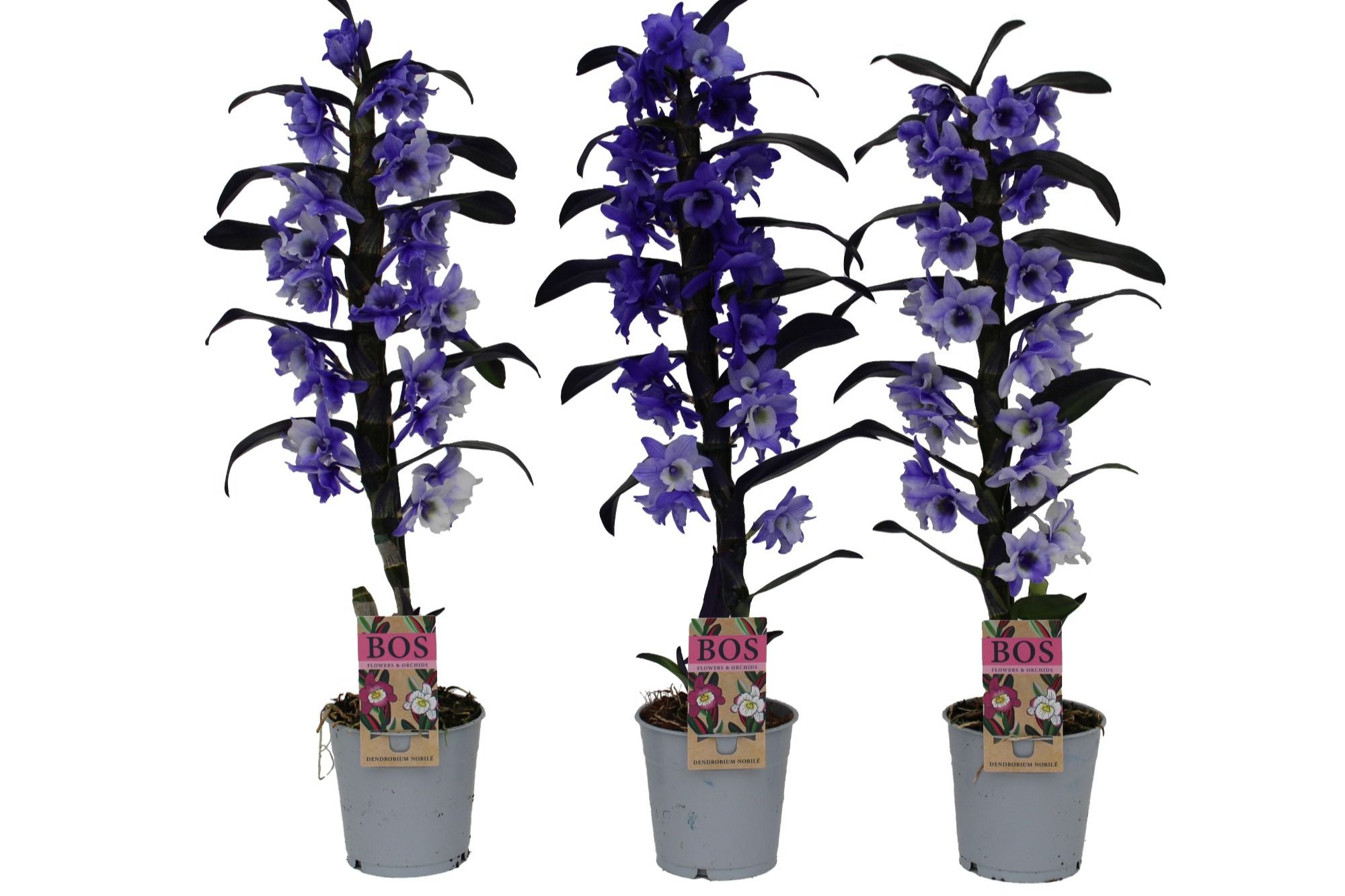 Горшечные цветы и растения оптом Dendr Nob 1st Painted Purple (injected) от 6шт из Голландии с доставкой по России