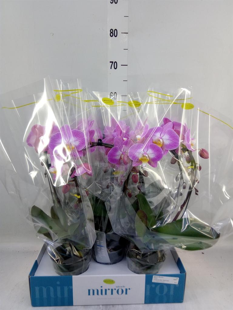Горшечные цветы и растения оптом Phalaenopsis   ...rose от 5шт из Голландии с доставкой по России