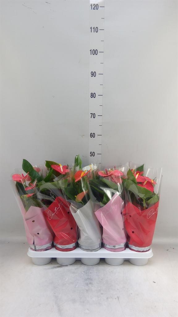Горшечные цветы и растения оптом Anthurium   ...mix 4 от 10шт из Голландии с доставкой по России
