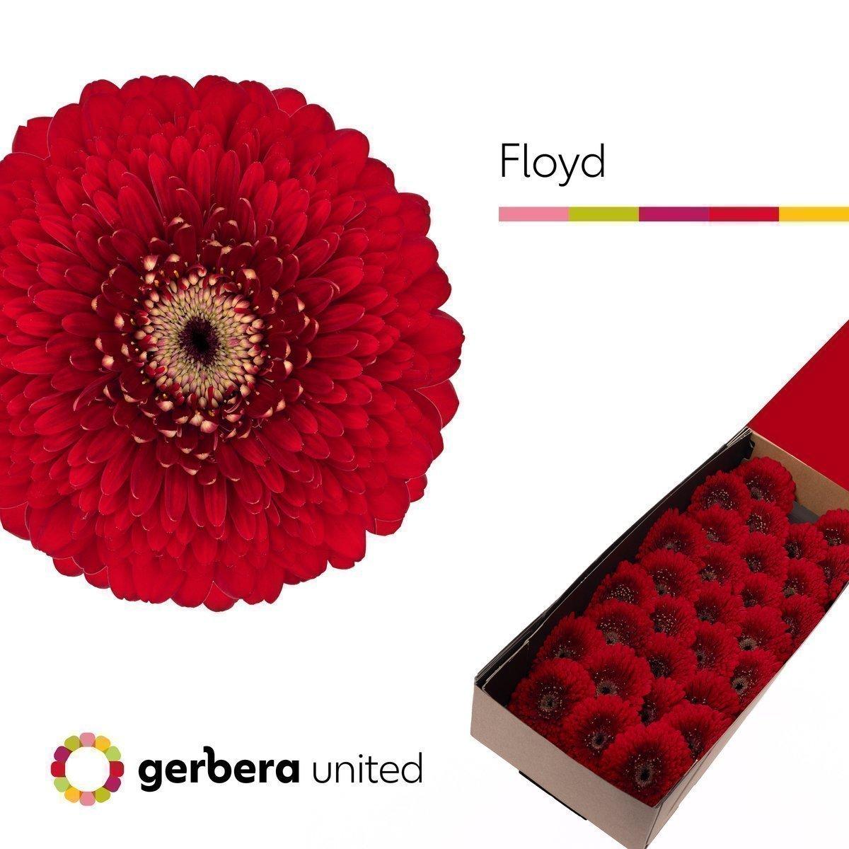 Срезанные цветы оптом Germini pomponi floyd от 30шт из Голландии с доставкой по России