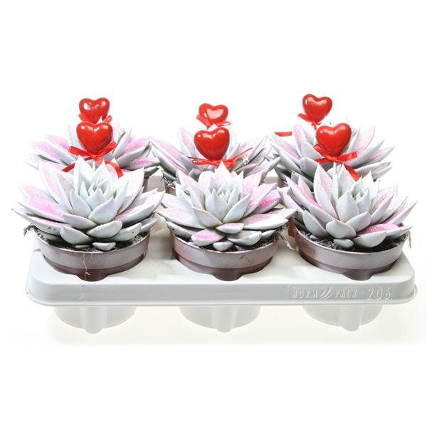 Горшечные цветы и растения оптом Echeveria Miranda Wit Roze Glitter + Hart от 6шт из Голландии с доставкой по России