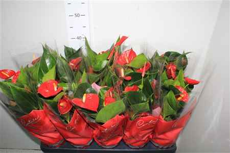 Горшечные цветы и растения оптом Anthu An Success Red 4-6+++ от 10шт из Голландии с доставкой по России