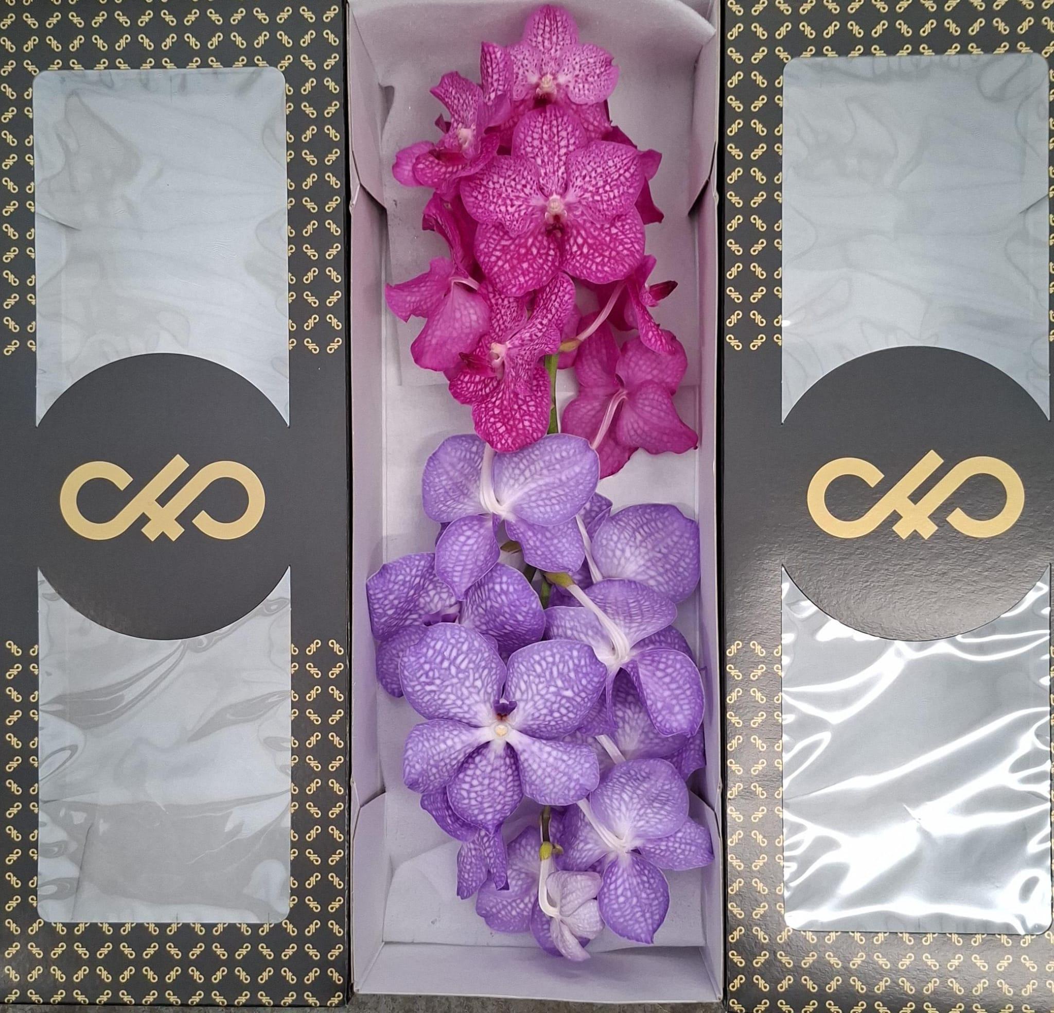 Срезанные цветы оптом Vanda duo angelite-rosy от 16шт из Голландии с доставкой по России