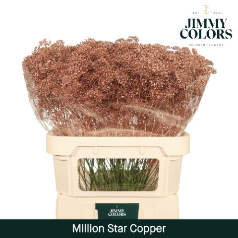 Срезанные цветы оптом Gyps fine paint copper от 50шт из Голландии с доставкой по России