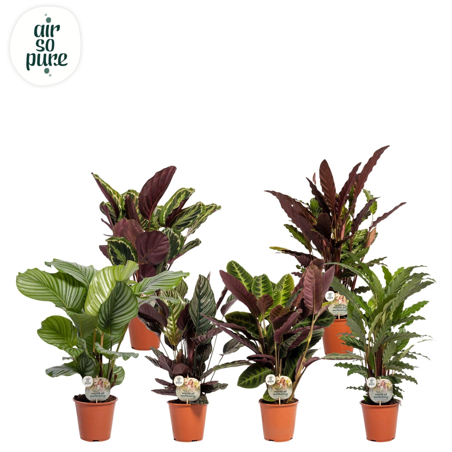 Горшечные цветы и растения оптом Calathea ...mix от 5шт из Голландии с доставкой по России