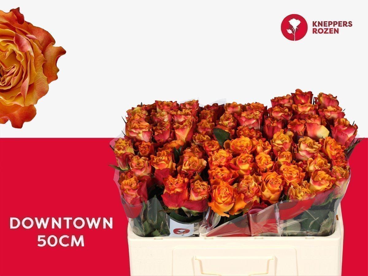 Срезанные цветы оптом Rosa large downtown от 60шт из Голландии с доставкой по России