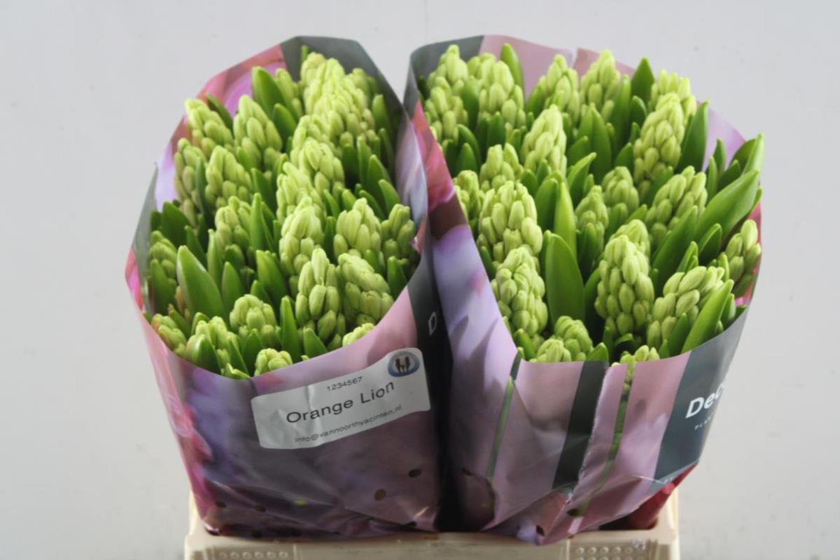 Срезанные цветы оптом Hyacinthus orange lion от 50шт из Голландии с доставкой по России