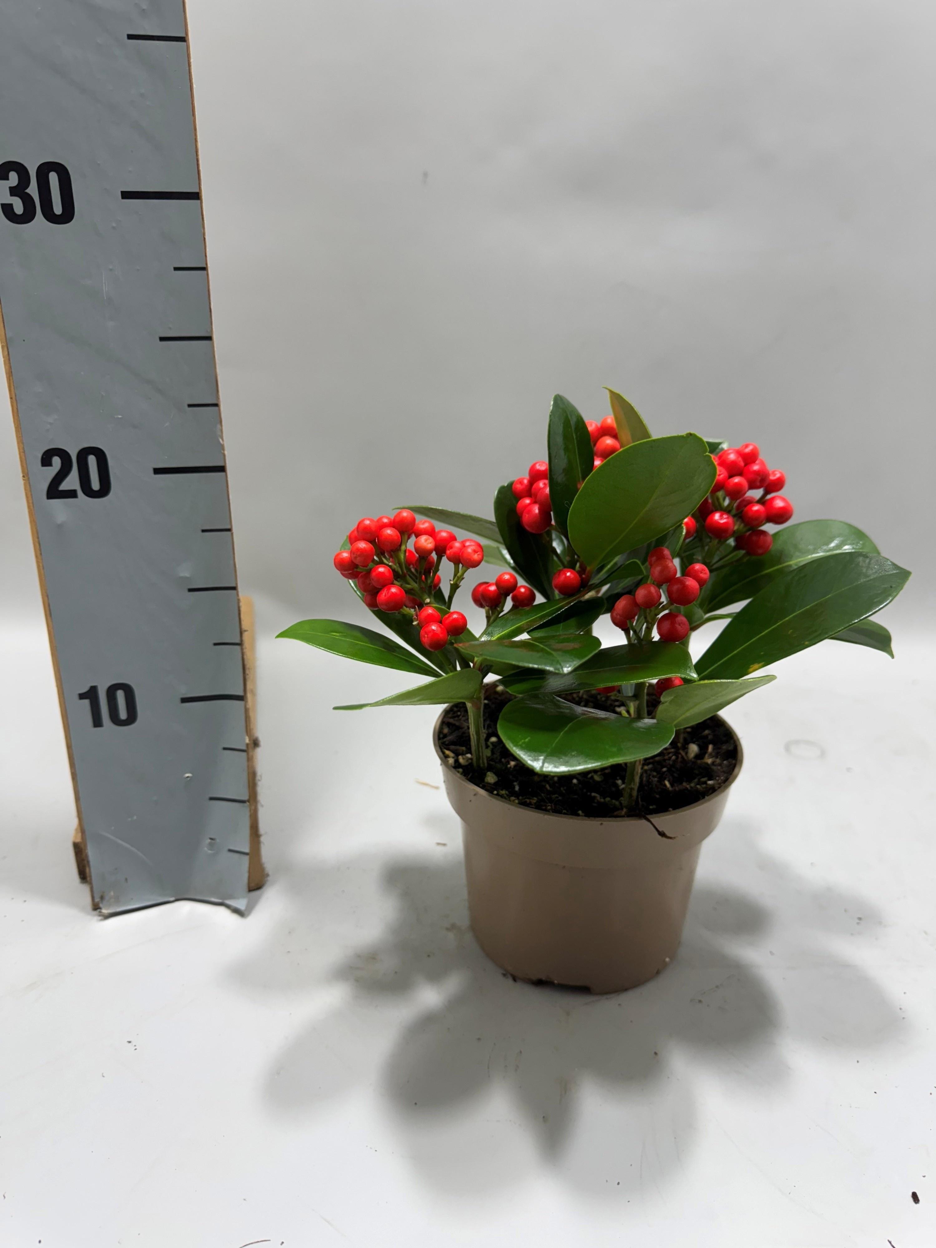 Горшечные цветы и растения оптом Skimmia Jap. Veitchii от 8шт из Голландии с доставкой по России