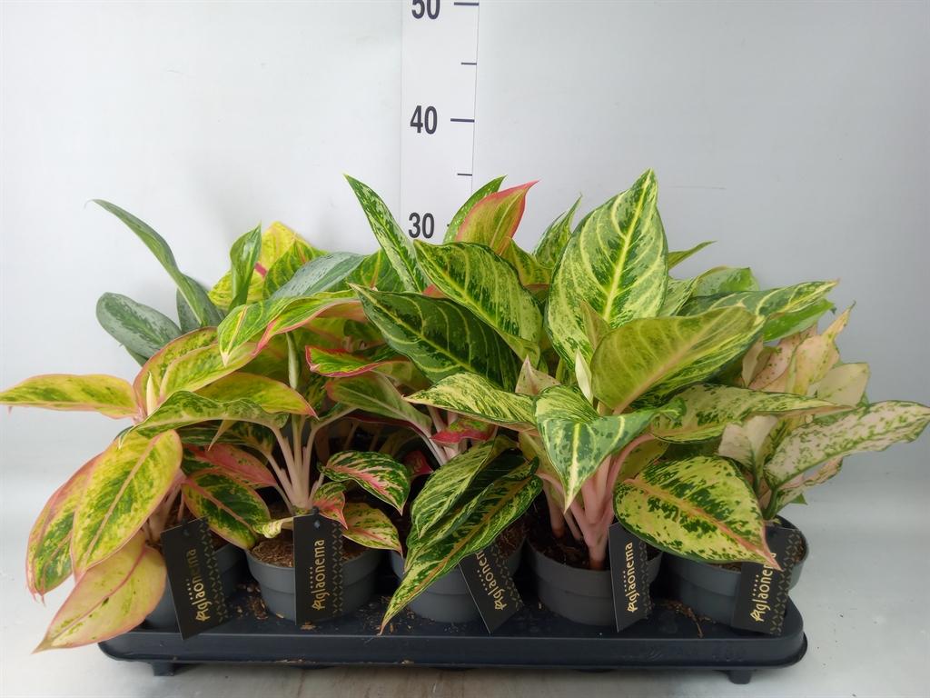 Горшечные цветы и растения оптом Aglaonema   ... от 10шт из Голландии с доставкой по России
