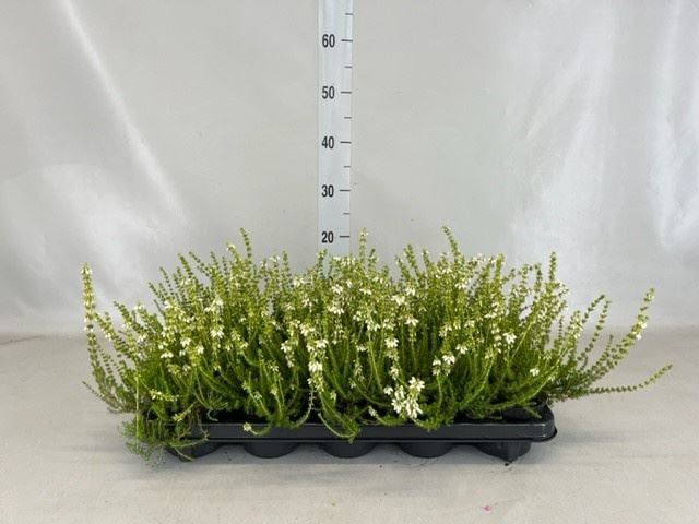 Горшечные цветы и растения оптом Erica Cinerea F. Alba от 10шт из Голландии с доставкой по России