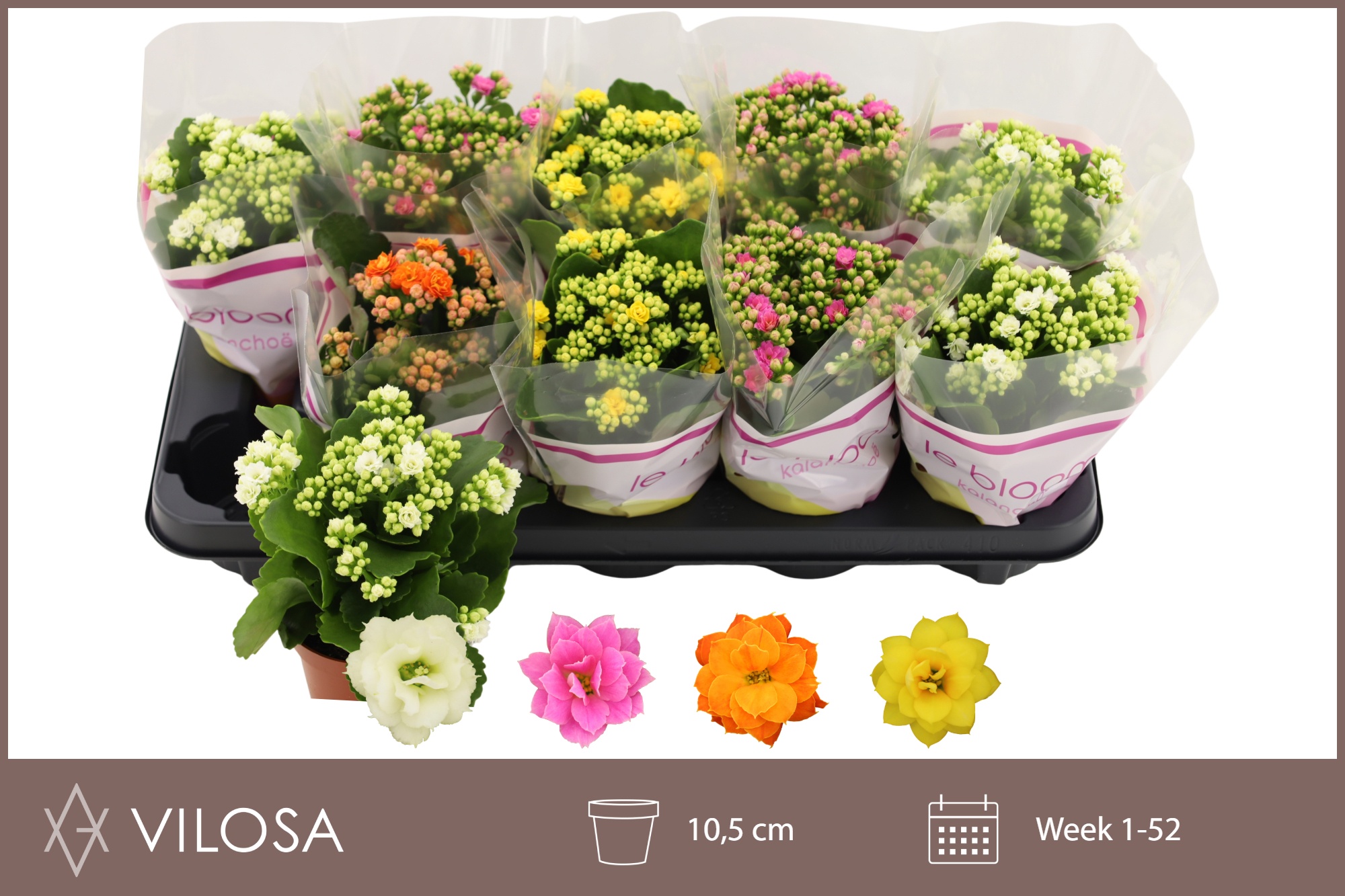 Горшечные цветы и растения оптом Kal Ge Gem 4 Kl от 10шт' из Голландии с доставкой по России