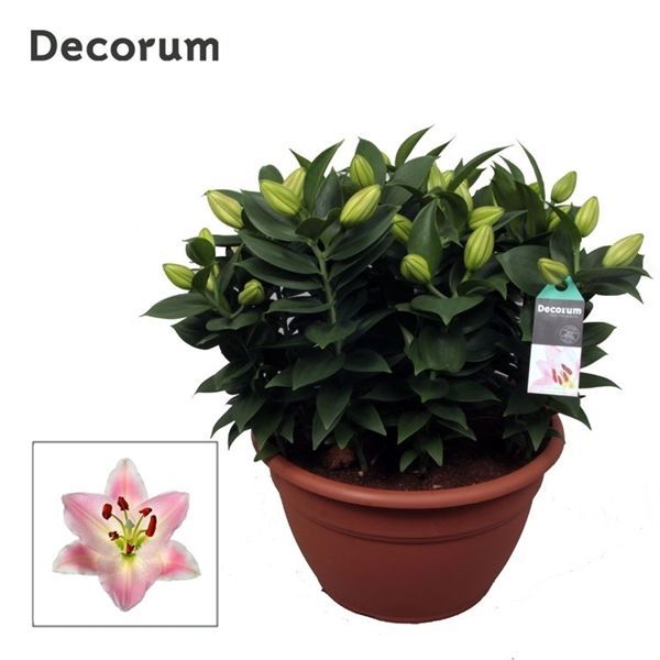 Горшечные цветы и растения оптом Lilium Or Souvenir Xl 15pp (decorum) от 1шт из Голландии с доставкой по России