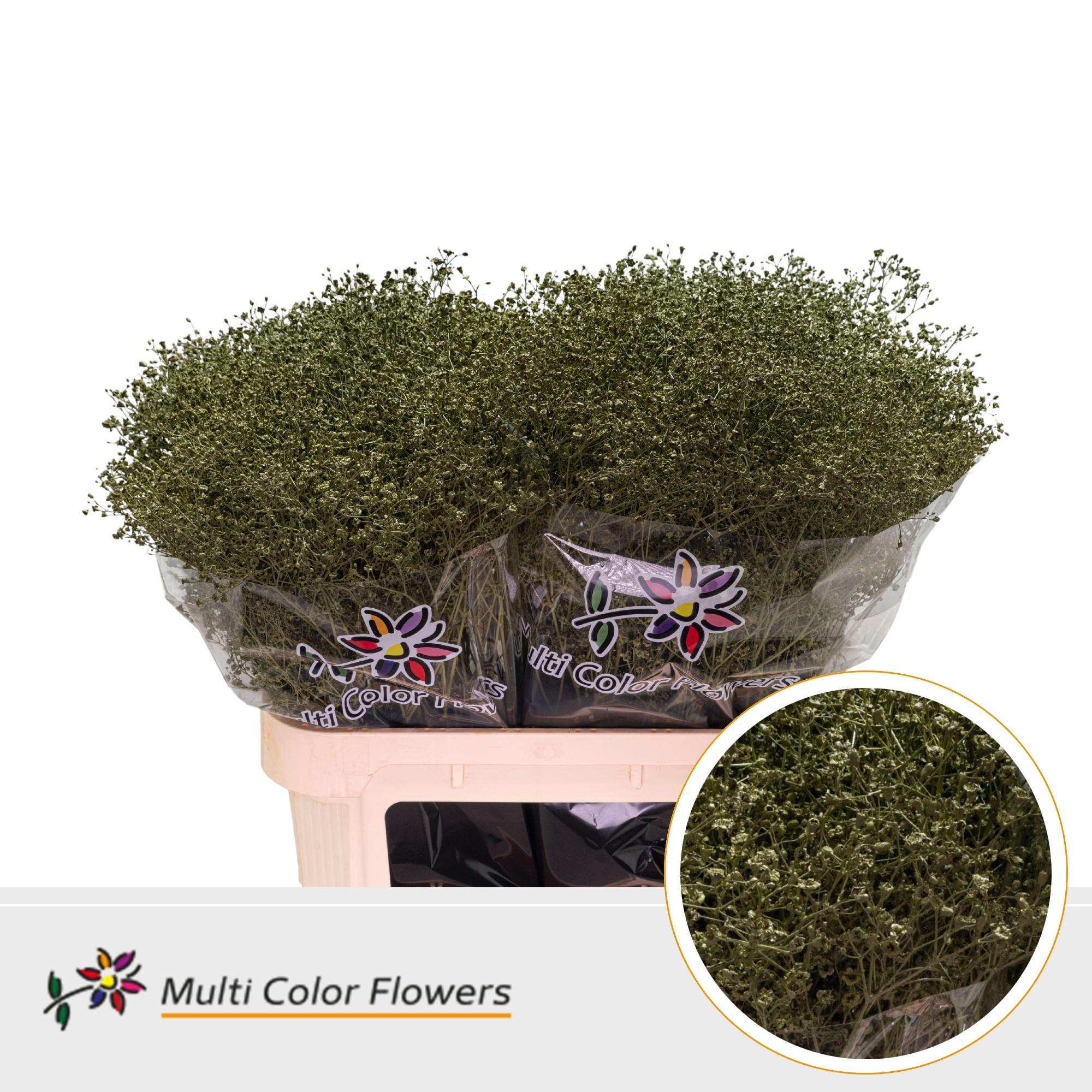 Срезанные цветы оптом Gyps fine paint olive green от 50шт из Голландии с доставкой по России