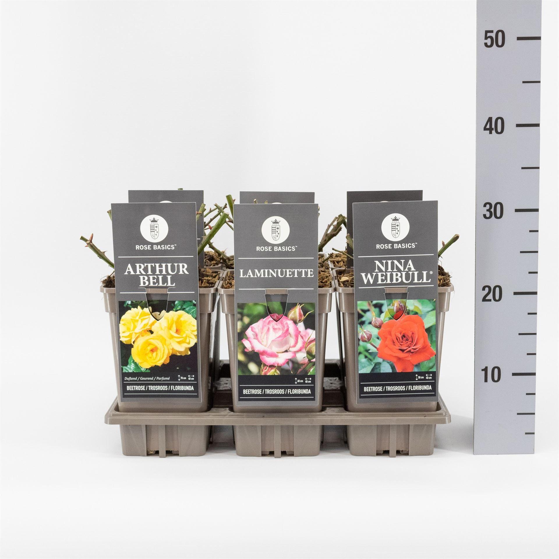 Горшечные цветы и растения оптом Rosa Fl  ... от 6шт из Голландии с доставкой по России