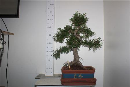 Горшечные цветы и растения оптом Bonsai Zelkova In Ø40cm Ceramic Special Pot от 1шт из Голландии с доставкой по России
