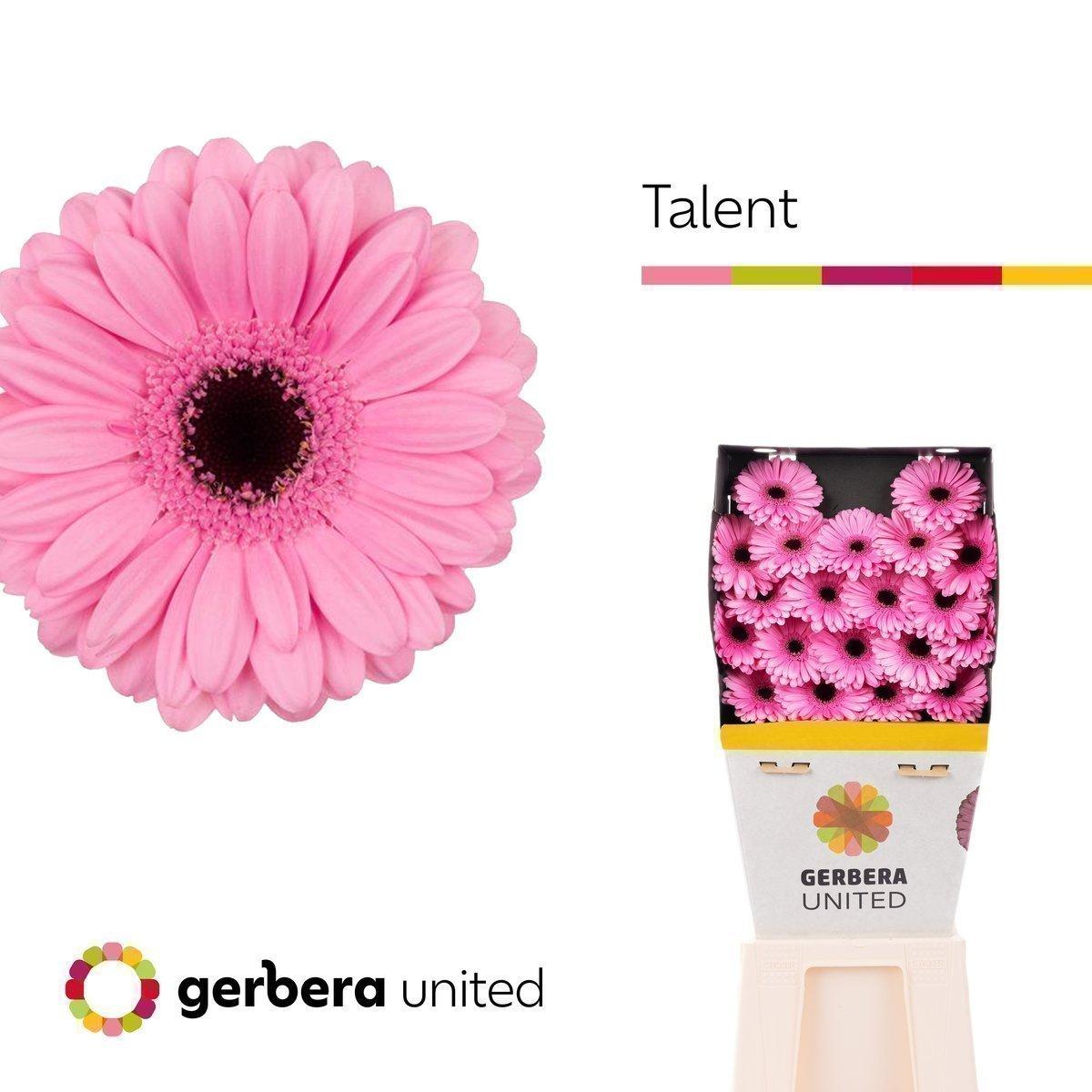 Срезанные цветы оптом Germini diamond talent от 80шт из Голландии с доставкой по России