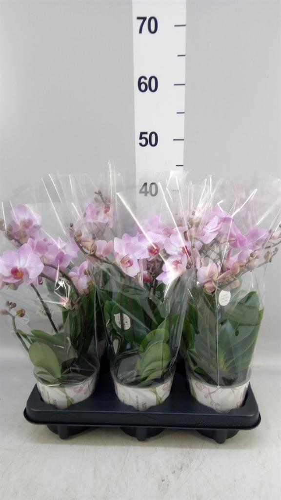 Горшечные цветы и растения оптом Phalaenopsis Multi. ant Antwerp от 6шт из Голландии с доставкой по России