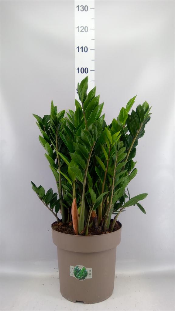 Горшечные цветы и растения оптом Zamioculcas Zamiifolia от 1шт из Голландии с доставкой по России