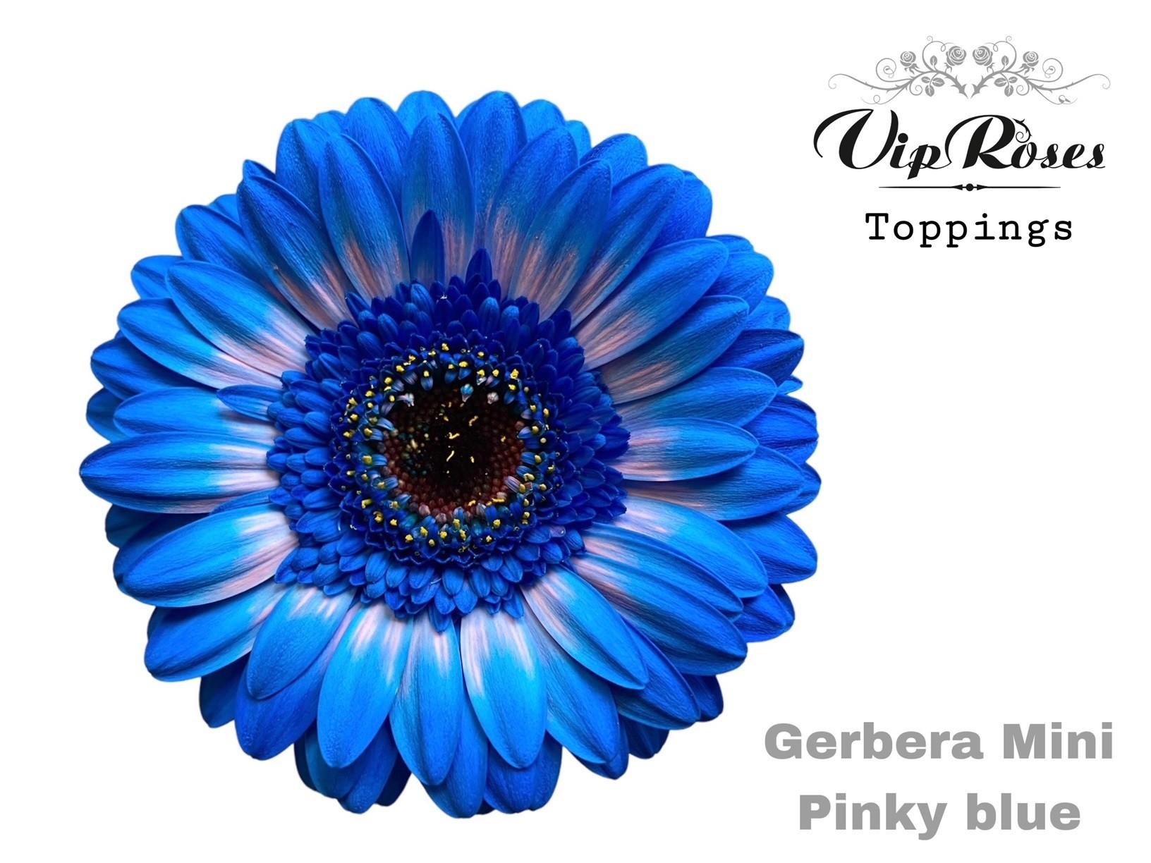 Срезанные цветы оптом Germini paint pinky blue от 40шт. из Голландии с доставкой по России