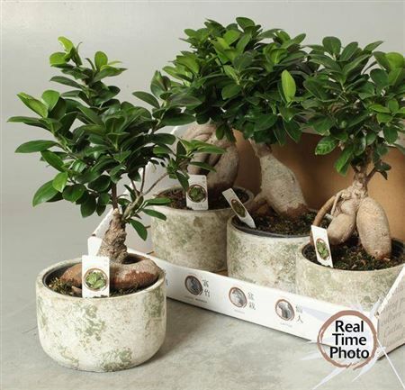 Горшечные цветы и растения оптом Fic Mi Ginseng Nature Ceramic от 4шт из Голландии с доставкой по России