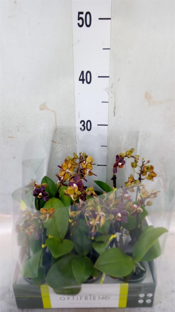 Горшечные цветы и растения оптом Phalaenopsis Multi.   ... от 8шт (для телеги) из Голландии с доставкой по России