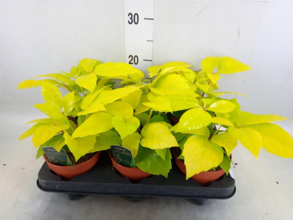 Горшечные цветы и растения оптом Schefflera Actin. от 6шт из Голландии с доставкой по России