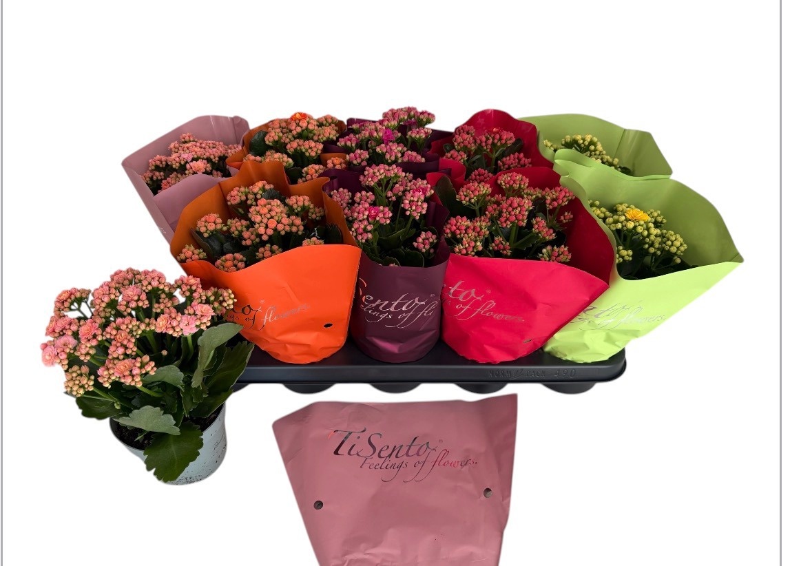 Горшечные цветы и растения оптом Kal Ge Gem от 10шт' из Голландии с доставкой по России