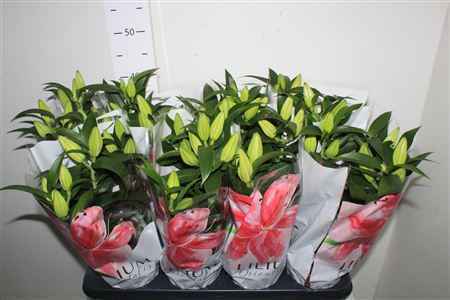 Горшечные цветы и растения оптом Lil Or Oxygen 3pp от 8шт из Голландии с доставкой по России
