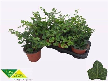 Горшечные цветы и растения оптом Hed He Wonder от 8шт из Голландии с доставкой по России