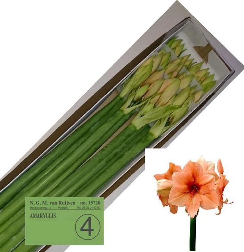 Срезанные цветы оптом Hippeastrum rilona от 12шт из Голландии с доставкой по России