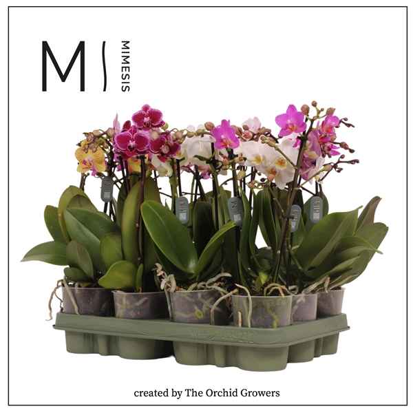 Горшечные цветы и растения оптом Phal 2st Mini Mix от 12шт из Голландии с доставкой по России