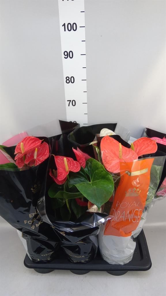 Горшечные цветы и растения оптом Anthurium ...mix от 6шт из Голландии с доставкой по России