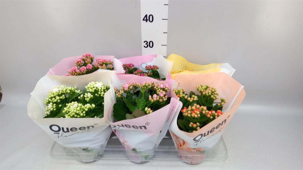 Горшечные цветы и растения оптом Kalanchoe Blos. ..rosebud Mix Gr от 6шт из Голландии с доставкой по России